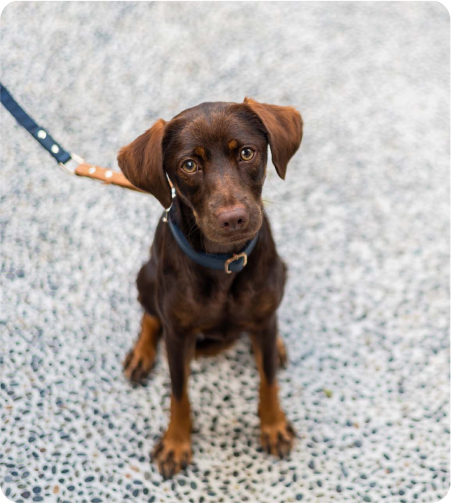 imagen-we-are-pet-friendly